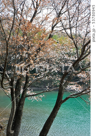 ため池の桜 ため池の桜 53780945