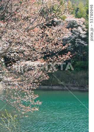 ため池の桜 ため池の桜 53780946