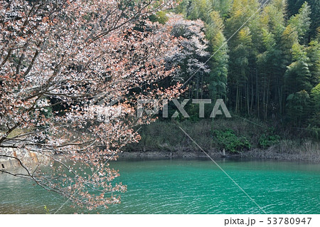 ため池の桜 ため池の桜 53780947