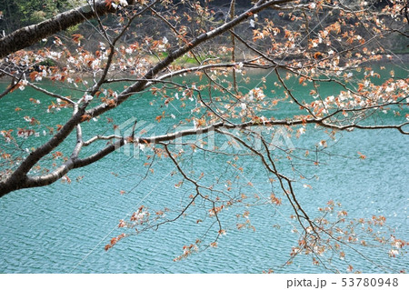 ため池の桜 53780948