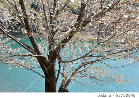 ため池の桜 ため池の桜 53780949