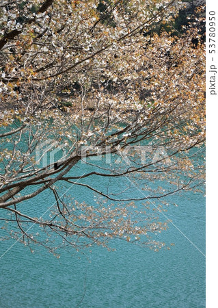 ため池の桜 53780950