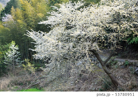 ため池の桜 53780951