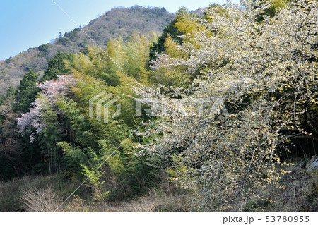 ため池の桜 ため池の桜 53780955