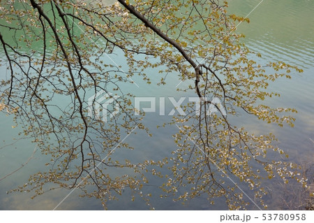 ため池の桜 53780958