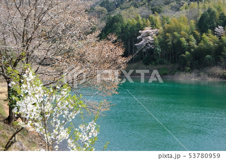 ため池の桜 53780959