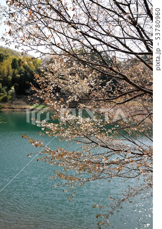 ため池の桜 53780960