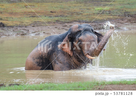 Wild Elephant playing water in marsh 53781128