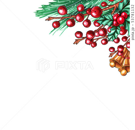 Christmas berry holly or ilex isolated plant Christmas berry holly or ilex isolated plant 53781132