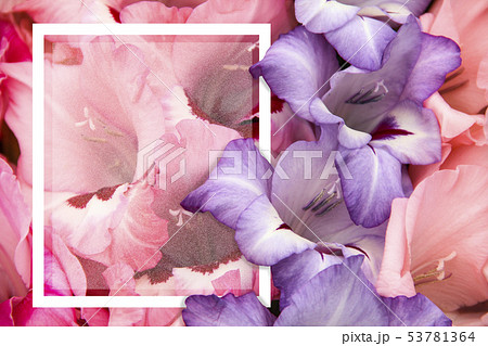 Gladiolus spring flowers and white card 53781364