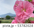 比叡山に立葵 53782028