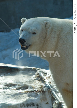 White bear in zoo White bear in zoo 53782237
