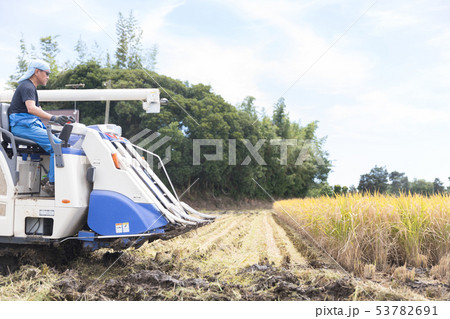 稲刈り 53782691