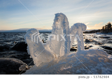 Small plant frozen in lake shore at cold winter morning Small plant frozen in lake shore at cold winter morning 53782984