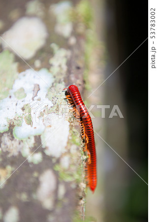 Red millipede in Gunung Mulu national park 53783002