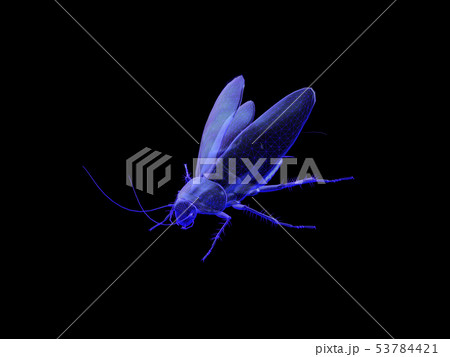 Cockroach open wing x-ray vision, wire-frame of 3d Cockroach open wing x-ray vision, wire-frame of 3d 53784421