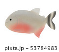 ピラニア・ナッテリー 53784983