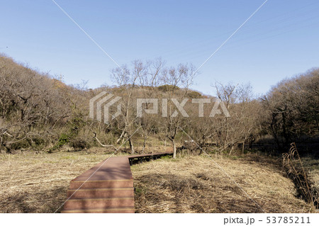 湿原（冬） 53785211