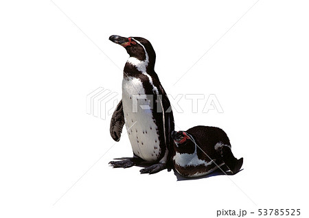 ペンギン ペンギン 53785525