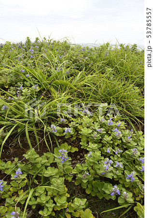 ハマゴウ ハマゴウ 53785557