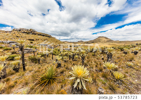 Paramo de Oceta Espeletia Frailejones Mongui Boyaca Colombia Paramo de Oceta Espeletia Frailejones Mongui Boyaca Colombia 53785723