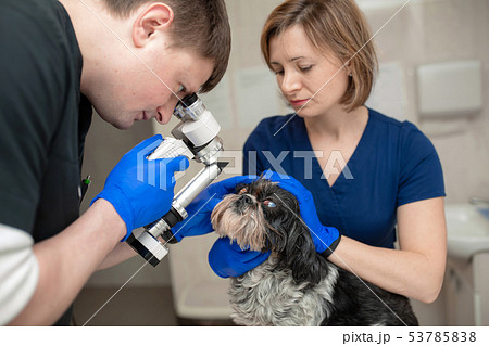 A veterinary ophthalmologist makes a medical A veterinary ophthalmologist makes a medical 53785838