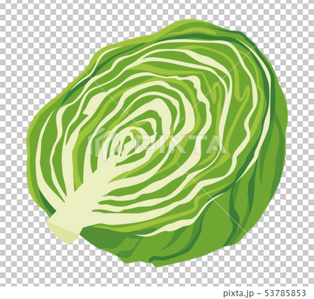 Illustration of lettuce (half) 53785853