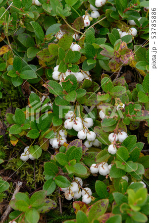シラタマノキの果実 53785886