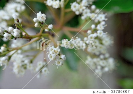 サンゴジュの花 サンゴジュの花 53786307