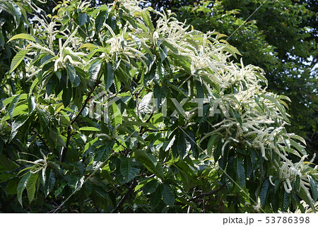 クリの花 クリの花 53786398
