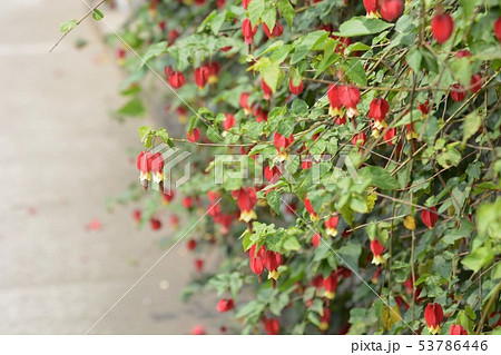 チロリアンランプ チロリアンランプ 53786446