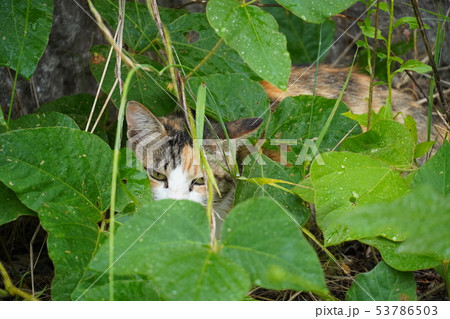 猫・野良猫・三毛猫・命名・美人三毛・お母さん・雨・濡れる 53786503