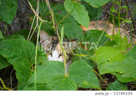 猫・野良猫・三毛猫・命名・美人三毛・お母さん・雨・濡れる 53786504