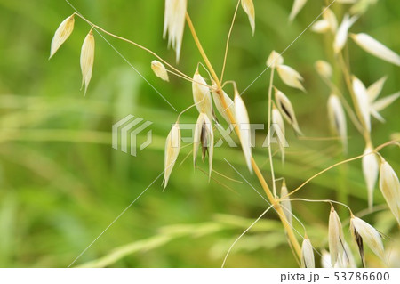 カラスムギ カラスムギ 53786600