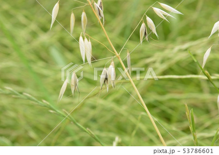 カラスムギ 53786601