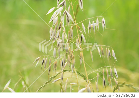 カラスムギ 53786602