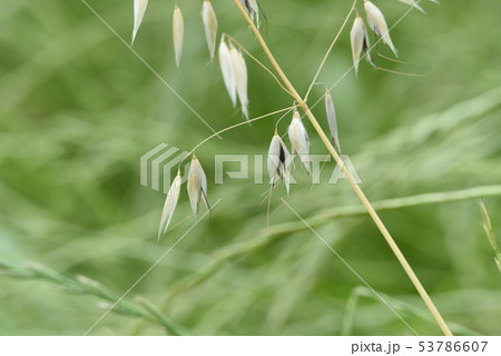 カラスムギ 53786607