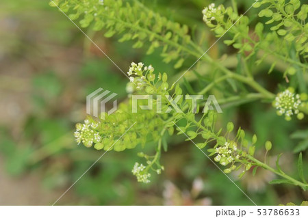 マメグンバイナズナ(豆軍配薺) マメグンバイナズナ(豆軍配薺) 53786633