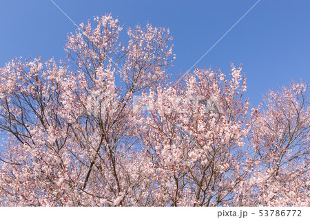 桜 53786772