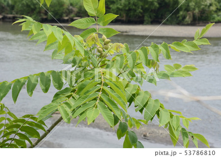 オニグルミ(鬼胡桃)・花と実 オニグルミ(鬼胡桃)・花と実 53786810