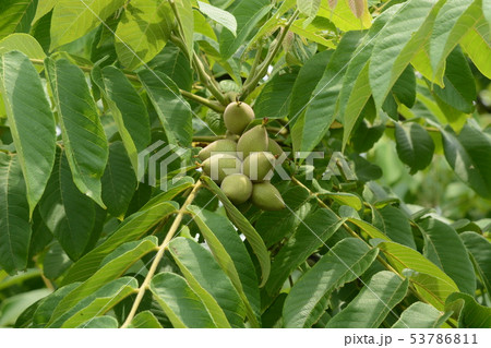 オニグルミ(鬼胡桃)・花と実 オニグルミ(鬼胡桃)・花と実 53786811