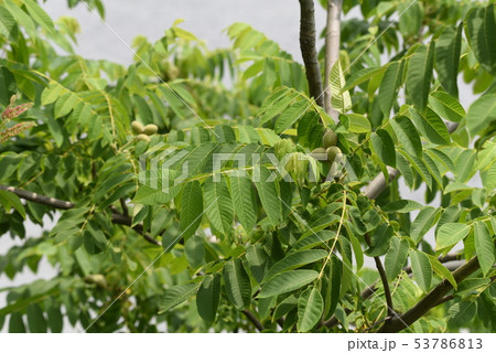 オニグルミ(鬼胡桃)・花と実 オニグルミ(鬼胡桃)・花と実 53786813