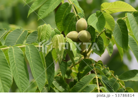 オニグルミ(鬼胡桃)・花と実 オニグルミ(鬼胡桃)・花と実 53786814