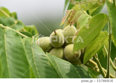 オニグルミ(鬼胡桃)・花と実 オニグルミ(鬼胡桃)・花と実 53786816