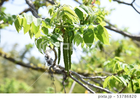 オニグルミ(鬼胡桃)・花と実 オニグルミ(鬼胡桃)・花と実 53786820
