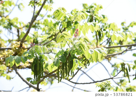 オニグルミ(鬼胡桃)・花と実 オニグルミ(鬼胡桃)・花と実 53786821