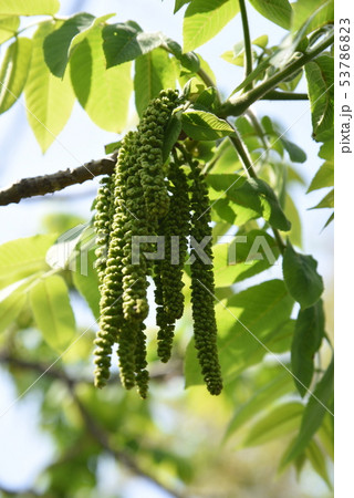 オニグルミ(鬼胡桃)・花と実 オニグルミ(鬼胡桃)・花と実 53786823
