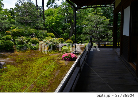 京都 建仁寺 塔頭 両足院 特別公開 6月 ツツジ 京都 建仁寺 塔頭 両足院 特別公開 6月 ツツジ 53786904