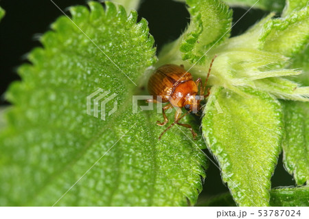 生き物　昆虫　モモブトサルハムシ、名前ほど腿が太いようには見えませんが・・・。腕っぷしは強そうです 53787024