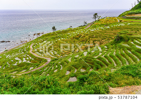 田植えが終わった白米千枚田 田植えが終わった白米千枚田 53787104